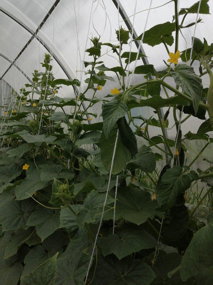 Выращиваем в теплице огурцы и помидоры (1)