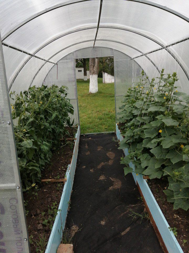 Выращиваем в теплице огурцы и помидоры (2)