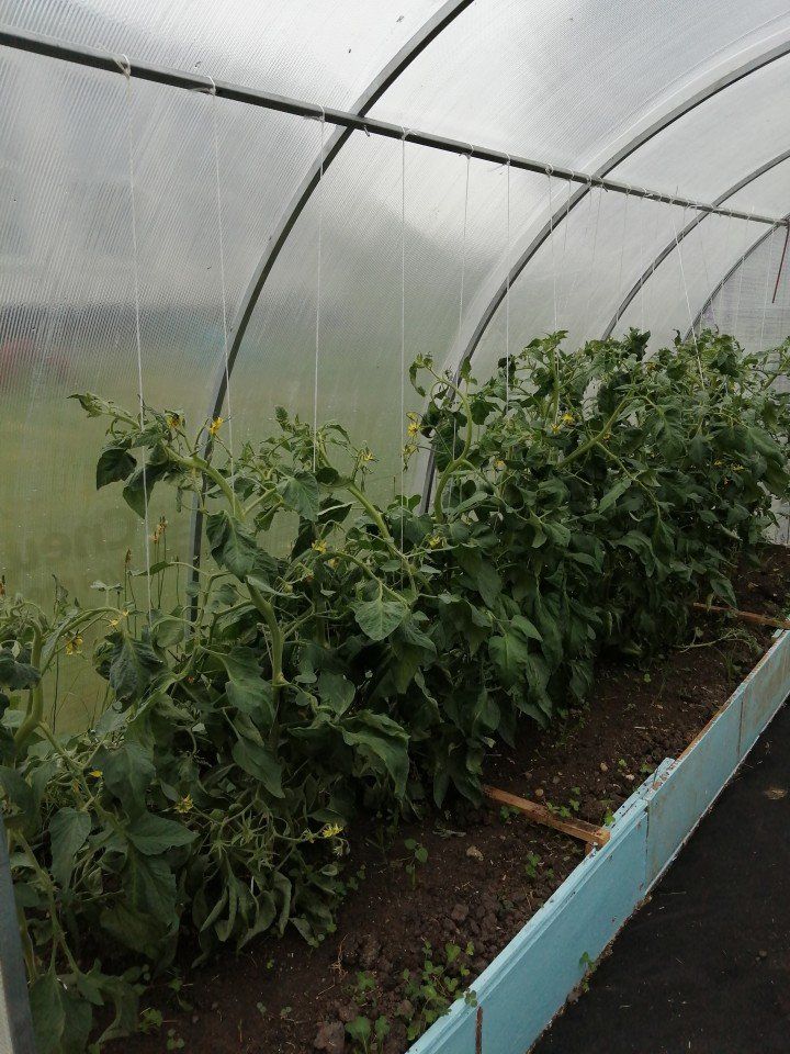 Выращиваем в теплице огурцы и помидоры